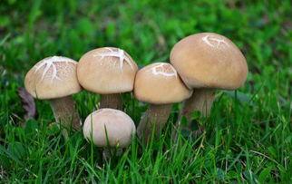 蘑菇吃瓜官网免费进入,免费畅游蘑菇吃瓜官网的奇幻之旅