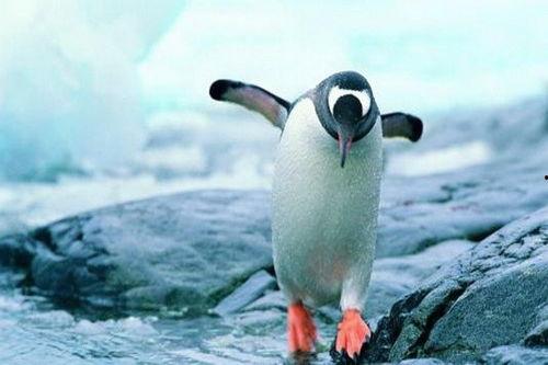 吃瓜网红企鹅图片高清,萌态十足高清大图来袭！