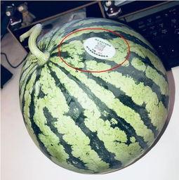 网红瓜瓜吃瓜故事,揭秘网红圈的那些事儿