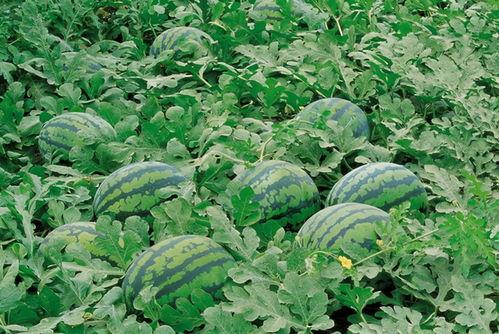 沭阳网红吃瓜群微信,揭秘网络社交圈的趣味与争议