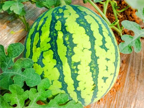 ccggme吃瓜网,揭秘娱乐圈幕后故事，带你领略明星真实生活