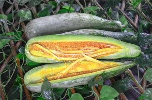 网红的吃瓜群号叫什么