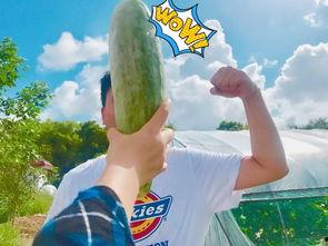 情侣网红吃瓜图片大全,情侣网红吃瓜图片大盘点